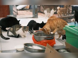 Kolhapur News: अरे देवा!  35 मांजरे अन् 2 ट्रॉली कचरा; घरातील दृश्य पाहून पालिकेचे कर्मचारीही हादरले