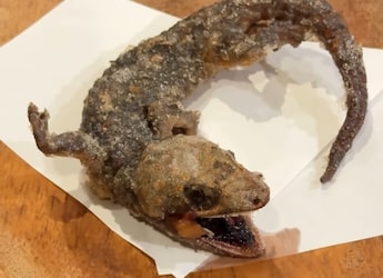 Watch: Woman Eats Scary-Looking Lizard In Japanese Restaurant, Internet Cannot Digest It Watch: Woman Eats Scary-Looking Lizard In Japanese Restaurant, Internet Cannot Digest It