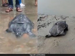 Himanta Sarma Posts Video Of Turtle Rescued By Locals As Assam Battles Floods Himanta Sarma Posts Video Of Turtle Rescued By Locals As Assam Battles Floods