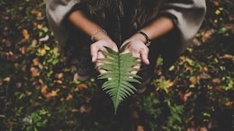 World Environment Day 2025: Know Date, History And Theme Of This Day