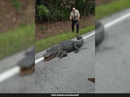 "Being Dinosaur Without Proper Paper": Giant 180 Kg Alligator Caught In US "Being Dinosaur Without Proper Paper": Giant 180 Kg Alligator Caught In US