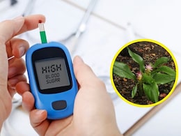 Diabetes के मरीजों के लिए वरदान से कम नहीं हैं ये हरे पत्ते, न्यूट्रिशनिस्ट ने बताया बस चबाने से कंट्रोल हो सकता है Blood Sugar Level Diabetes के मरीजों के लिए वरदान से कम नहीं हैं ये हरे पत्ते, न्यूट्रिशनिस्ट ने बताया बस चबाने से कंट्रोल हो सकता है Blood Sugar Level