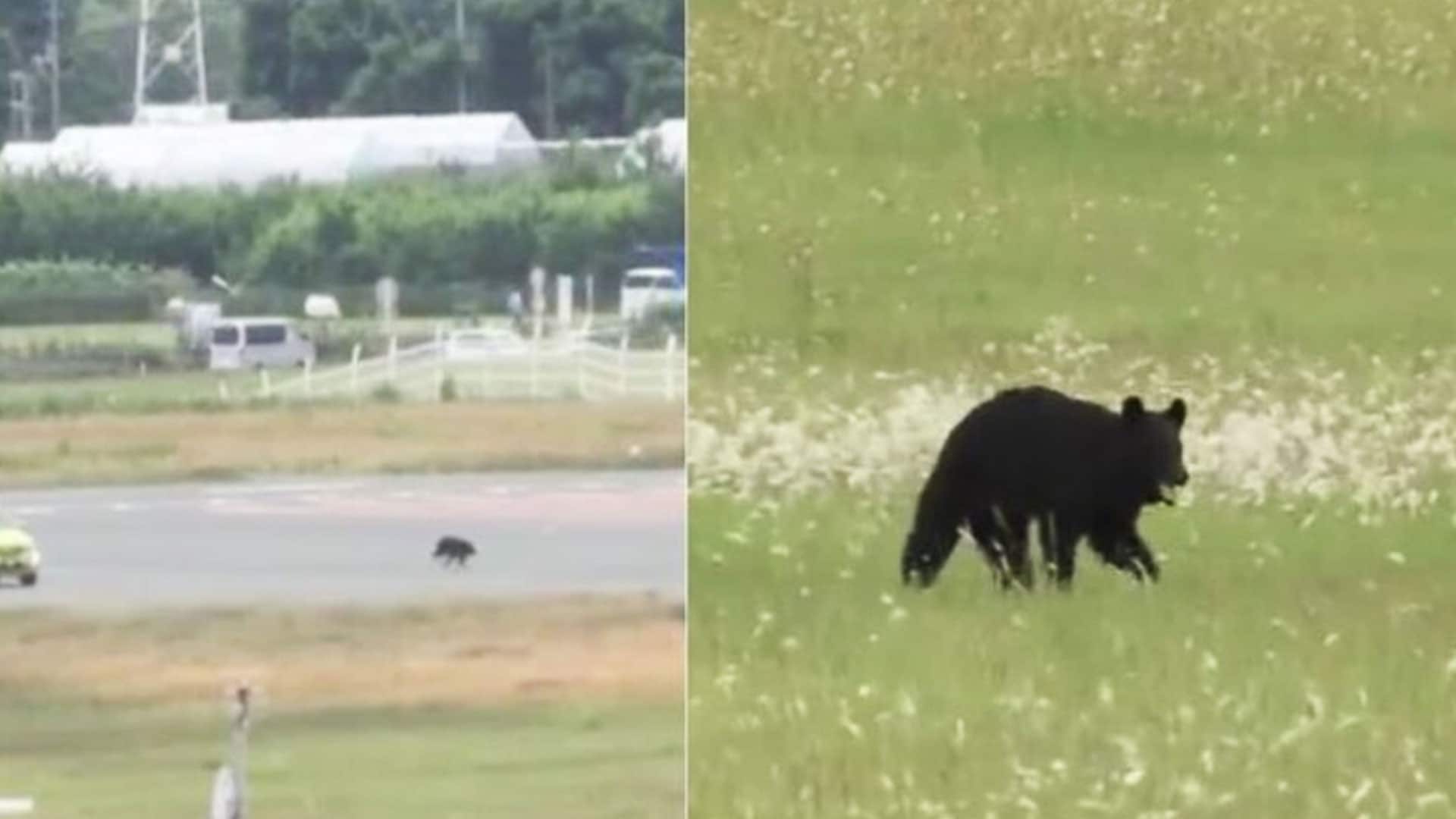 Video: Bear Sprints On Runway At Japan Airport, Causes Flight Cancellations