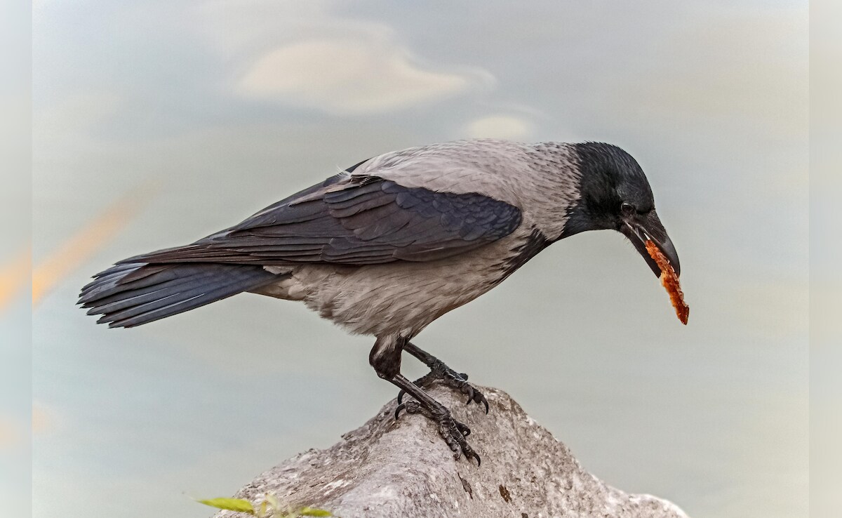 Latest and Breaking News on NDTV Latest and Breaking News on NDTV