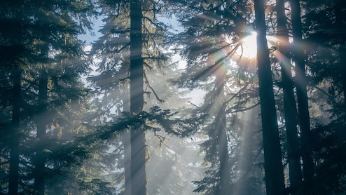India Rises To 9th Position Globally In Total Forest Area
