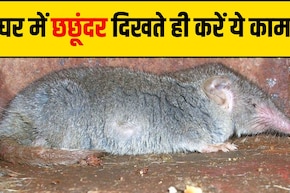 छछूंदर भगाने के लिए कौन सी दवा है? घर पर तैयार हो जाएगी 5 म&zwj;िनट में