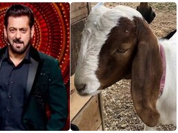 UP: पैगंबर के नाम वाला बकरा 51 हजार में भी देने को तैयार नहीं, सलमान खान को बेचना चाहता है