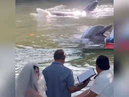 तालाब में कपल के लिए वेडिंग रिंग लेकर पहुंची Dolphin, एक टक वीडियो देखते रह गए लोग