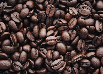 From Black Ivory To Kopi Luwak: 6 Of The Most Expensive Coffees In The World From Black Ivory To Kopi Luwak: 6 Of The Most Expensive Coffees In The World