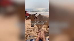 Watch: Australian Vlogger's Beach Day In India Takes A Hilarious Turn