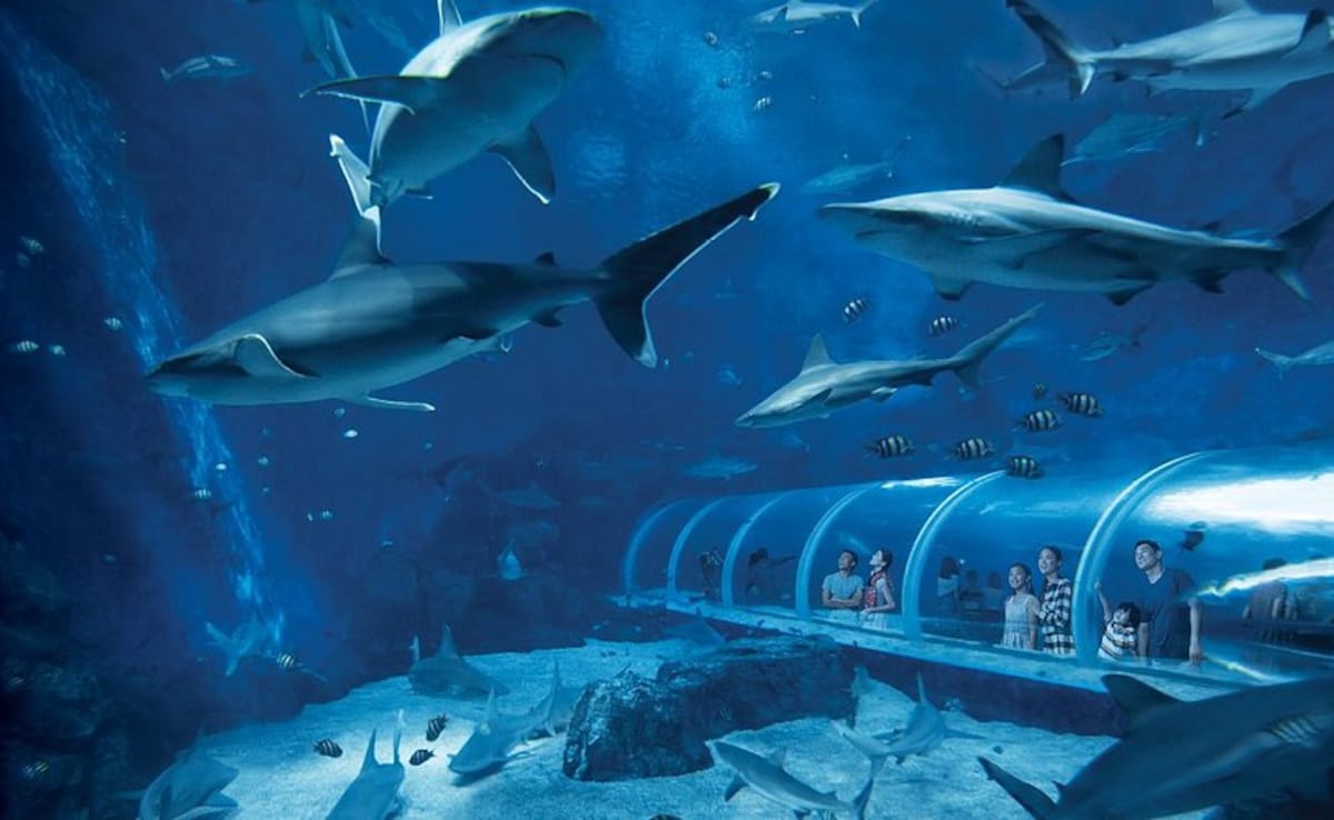Photo: Courtesy of S.E.A. Aquarium, Sentosa, Singapore Photo: Courtesy of S.E.A. Aquarium, Sentosa, Singapore
