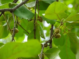 छत्तीसगढ़ में 7 करोड़ रुपये का घोटाला ! तेंदूपत्ता बोनस गबन मामले में 11 लोग गिरफ्तार