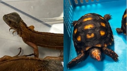 Man Detained For Smuggling 100 Endangered Species From Thailand
