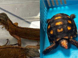 Man Detained For Smuggling 100 Endangered Species From Thailand