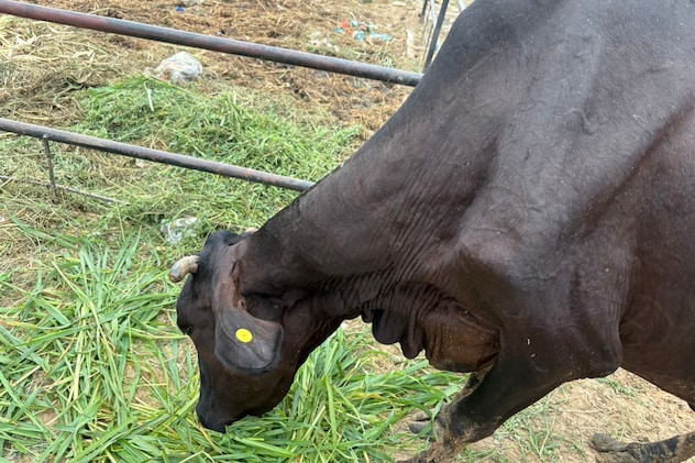 राज्य के आठ जिलों में कई गौशालाओं की सब्सिडी जनवरी 2025 से ही रोक दी गई है. राज्य के आठ जिलों में कई गौशालाओं की सब्सिडी जनवरी 2025 से ही रोक दी गई है.