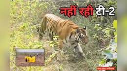 Tigress Death: नहीं रही Panna Tiger Reserve की करिश्माई बाघिन टी-2,  इसी की नस्ल से गुलजार है अभयारण्य