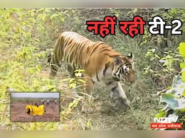 Tigress Death: नहीं रही Panna Tiger Reserve की करिश्माई बाघिन टी-2,  इसी की नस्ल से गुलजार है अभयारण्य Tigress Death: नहीं रही Panna Tiger Reserve की करिश्माई बाघिन टी-2,  इसी की नस्ल से गुलजार है अभयारण्य