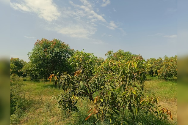 उन्नत तकनीक और ऑर्गेनिक तरीके से उत्पादन हो रहा है उन्नत तकनीक और ऑर्गेनिक तरीके से उत्पादन हो रहा है