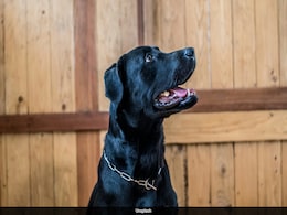 China Live Stream Shows Dogs' Teeth Pulled Without Anaesthesia To Ward Off Evil, Sparks Outrage China Live Stream Shows Dogs' Teeth Pulled Without Anaesthesia To Ward Off Evil, Sparks Outrage
