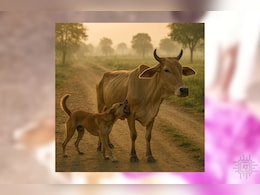 Dog Bite: गर्भवती गाय को पागल कुत्ते ने काटा, हुई मौत, बछड़े को लगाया गया रेबीज इंजेक्शन