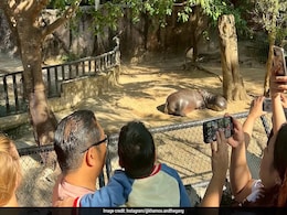 Terminally Ill Boy Fulfills Final Wish To Meet Viral Hippo Moo Deng Terminally Ill Boy Fulfills Final Wish To Meet Viral Hippo Moo Deng