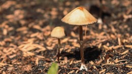 New Zealand Gives Nod To 'Magic Mushrooms' For Medicinal Purpose