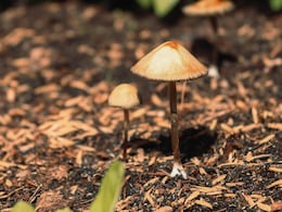 New Zealand Gives Nod To 'Magic Mushrooms' For Medicinal Purpose