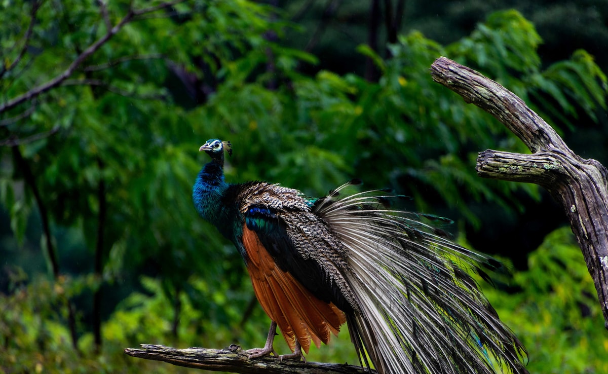 бързо четене Резюме е генериран от AI прегледано Newsroom Националните
