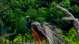7 Incredible Birds You'll Only Spot In National Parks Of India