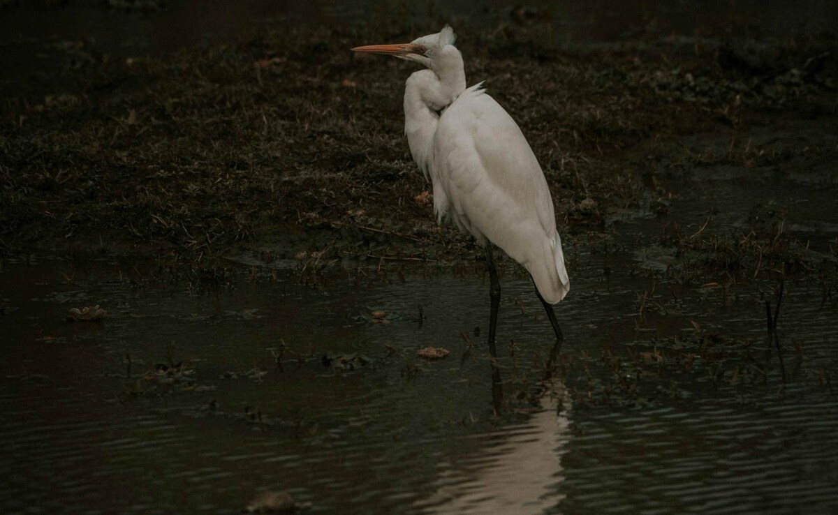 Kaziranga is hotspot for birdwatchers Kaziranga is hotspot for birdwatchers