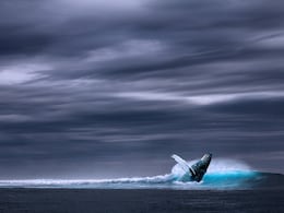 7 Best Spots Around The World For Whale Watching