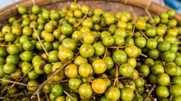 लभेर: छोटा फल और गुण बड़े-बड़े, इस 'इंडियन चेरी' का स्वाद पान जैसा