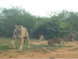 Rajasthan:सरिस्का टाइगर रिजर्व से आई खुशखबरी, बाघिन ST-19 ने चार शावकों को दिया जन्म; देखें पहली तस्वीर