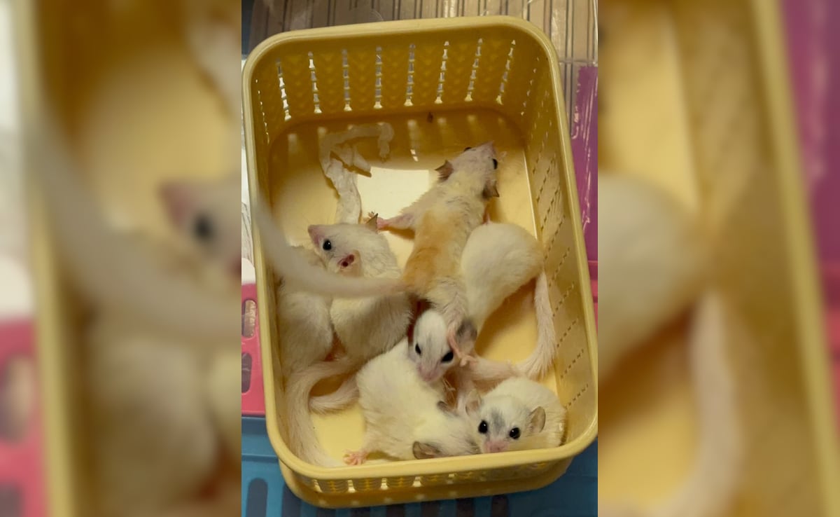 Latest and Breaking News on NDTV Latest and Breaking News on NDTV