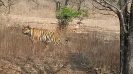 शिवपुरी टाइगर रिजर्व में MT1 टाइगर का हो गया शिकार? विधानसभा में BJP विधायक ने पूछा- कहां है बाघ? वन विभाग मौन
