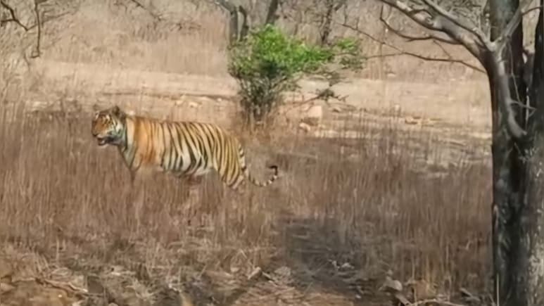 शिवपुरी टाइगर रिजर्व में MT1 टाइगर का हो गया शिकार? विधानसभा में BJP विधायक ने पूछा- कहां है बाघ? वन विभाग मौन