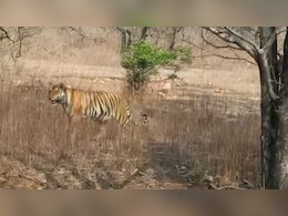 शिवपुरी टाइगर रिजर्व में MT1 टाइगर का हो गया शिकार? विधानसभा में BJP विधायक ने पूछा- कहां है बाघ? वन विभाग मौन शिवपुरी टाइगर रिजर्व में MT1 टाइगर का हो गया शिकार? विधानसभा में BJP विधायक ने पूछा- कहां है बाघ? वन विभाग मौन