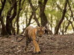 MP Tiger Reserve Closed: पर्यटकों को बड़ा झटका, मध्य प्रदेश के टाइगर रिजर्व 1 जुलाई से बंद, जानें कब होगा ओपन MP Tiger Reserve Closed: पर्यटकों को बड़ा झटका, मध्य प्रदेश के टाइगर रिजर्व 1 जुलाई से बंद, जानें कब होगा ओपन