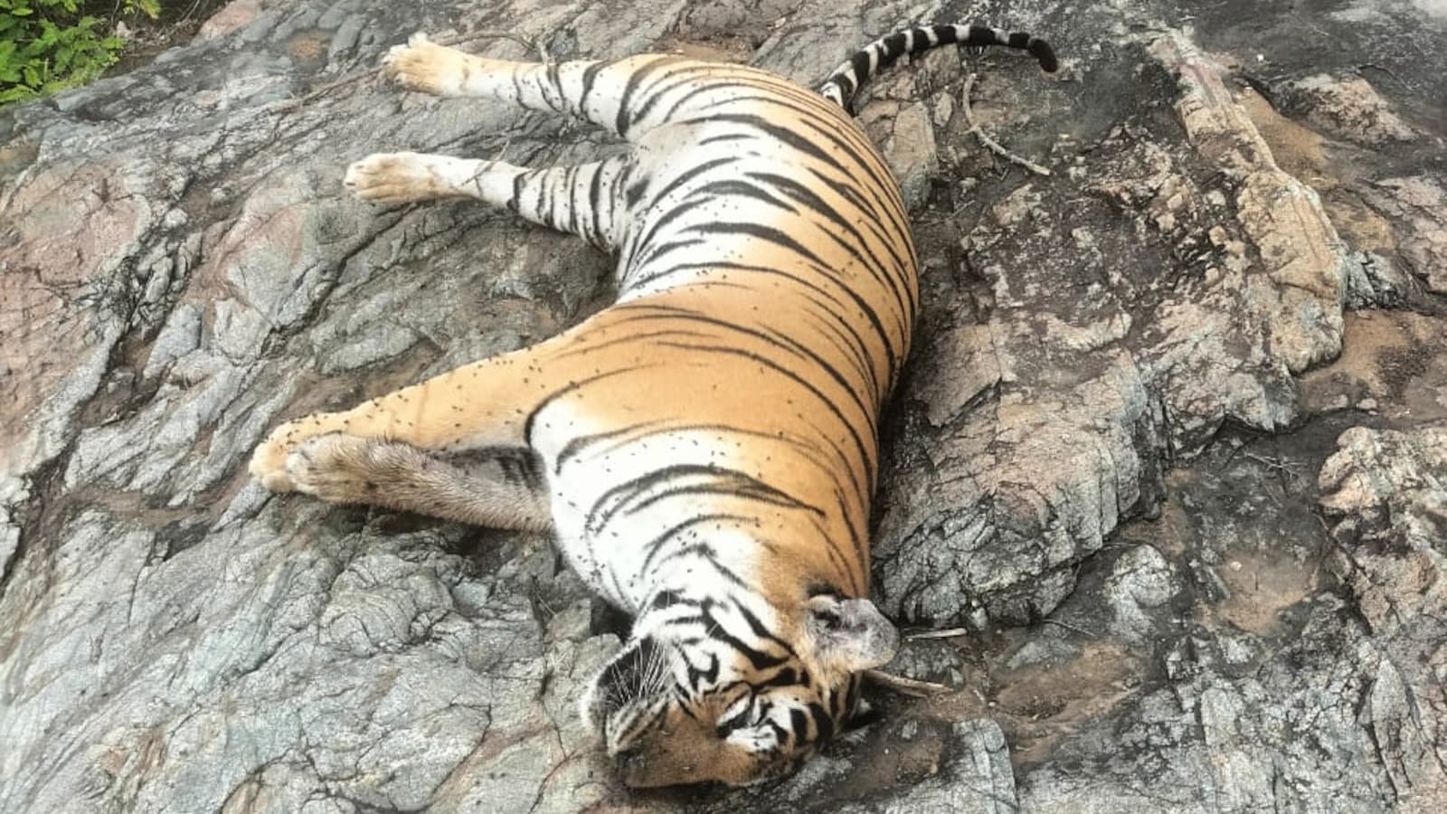 Injured Tigress Dies During Treatment at Pilibhit Tiger Reserve