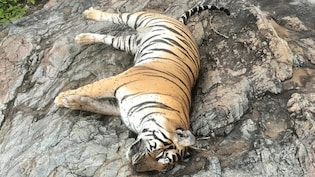 Injured Tigress Found In Pilibhit Tiger Reserve Dies During Treatment