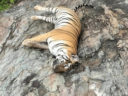 Tigress, 4 Cubs Found Dead In Karnataka, Minister Orders Probe Tigress, 4 Cubs Found Dead In Karnataka, Minister Orders Probe