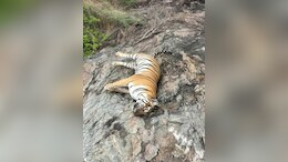 Tigress, 4 Cubs Die After Consuming Poisoned Cow, Hunt For Owner On
