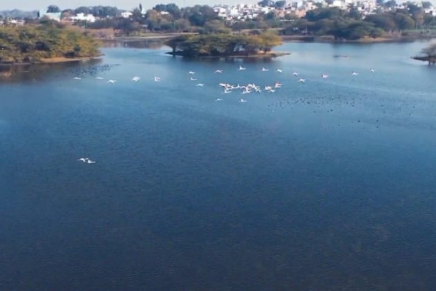 विदेशी प्रवासी पक्षियों की दर्जनों प्रजातियां यहां पहुंचती हैं