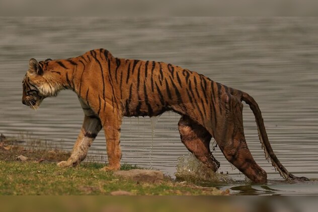 बाघिन और मगरमच्छ की लड़ाई  बाघिन और मगरमच्छ की लड़ाई