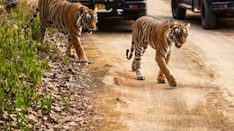Supreme Court Limits Tiger Safaris To Non-Forest Land, Bans Night Tourism