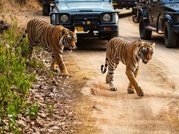रणथंभौर टाइगर रिजर्व को लेकर डीएम का बड़ा आदेश, अभयारण्य के आसपास लाउडस्पीकर-डीजे और लेजर लाइट पर प्रतिबंध