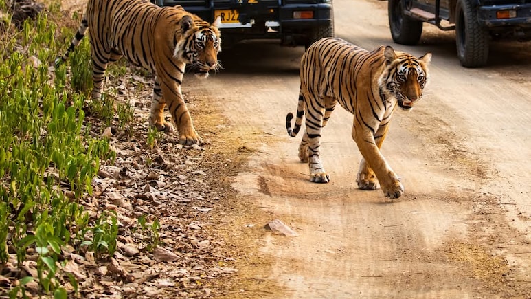 रणथंभौर टाइगर रिजर्व को लेकर डीएम का बड़ा आदेश, अभयारण्य के आसपास लाउडस्पीकर-डीजे और लेजर लाइट पर प्रतिबंध