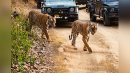 For Booking Ranthambore Safari, Rajasthan's New Fool-Proof Website