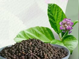 Bakuchi Benefits: त्वचा रोग हो या डैंड्रफ... सेहद के लिए वरदान है औषधीय गुणों से भरपूर बाकुची