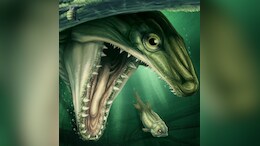 A Chance Discovery Of A 350 Million-Year-Old Fossil Reveals New Type Of Fish